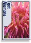 zs-badge-anemone.png