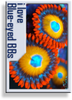 zs-badge-blueeyed.png